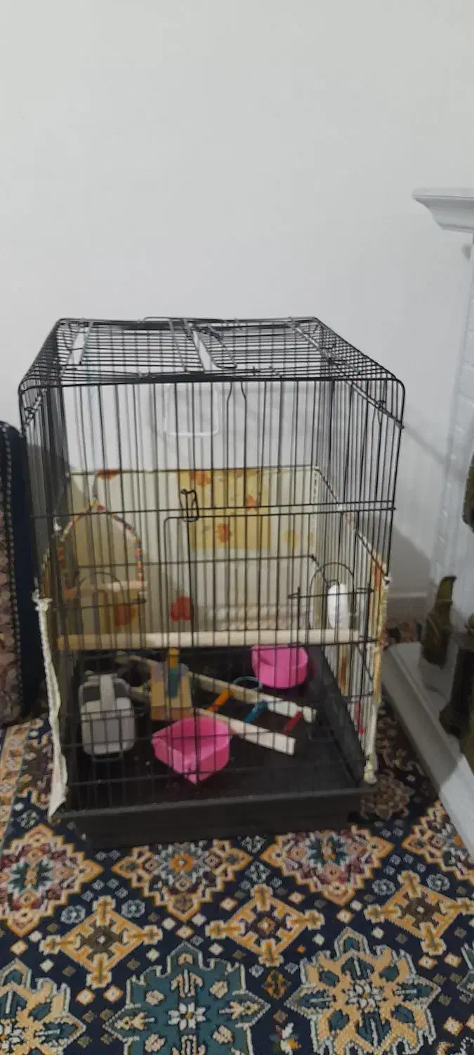 قفس عروس هلندی با مخلفات داخل آن|لوازم جانبی حیوانات|اشتهارد, |دیوار