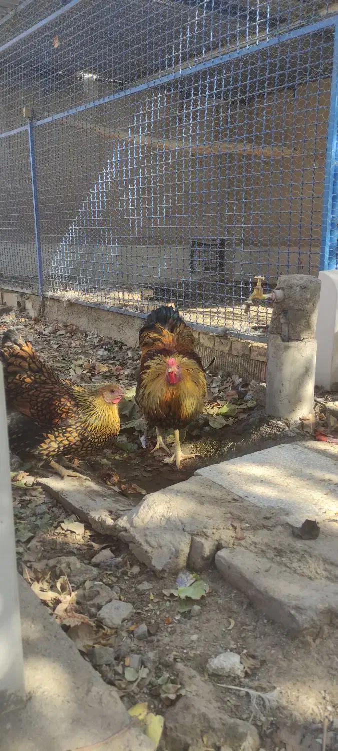 تخم نطفه دار  و جوجه برهما .ویاندوت و گلین|حیوانات مزرعه|سبزوار, صالح آباد|دیوار