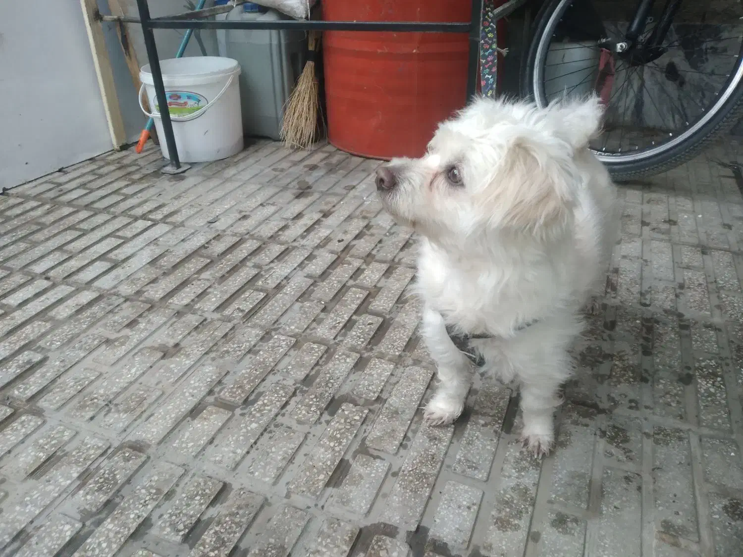 یک عدد سگ ماده گم شده|حیوانات|کرمانشاه, |دیوار