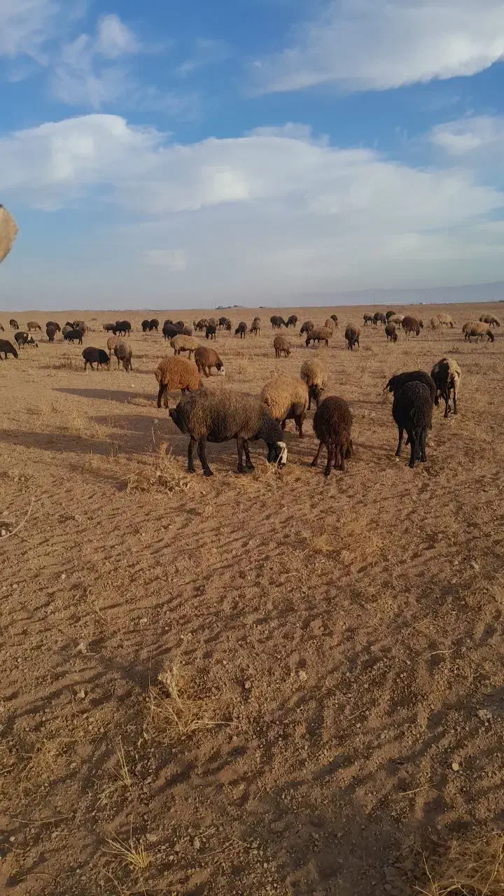 تعداد ۴۰ رس گوسفنده  با بره ماده|حیوانات مزرعه|قزوین, |دیوار