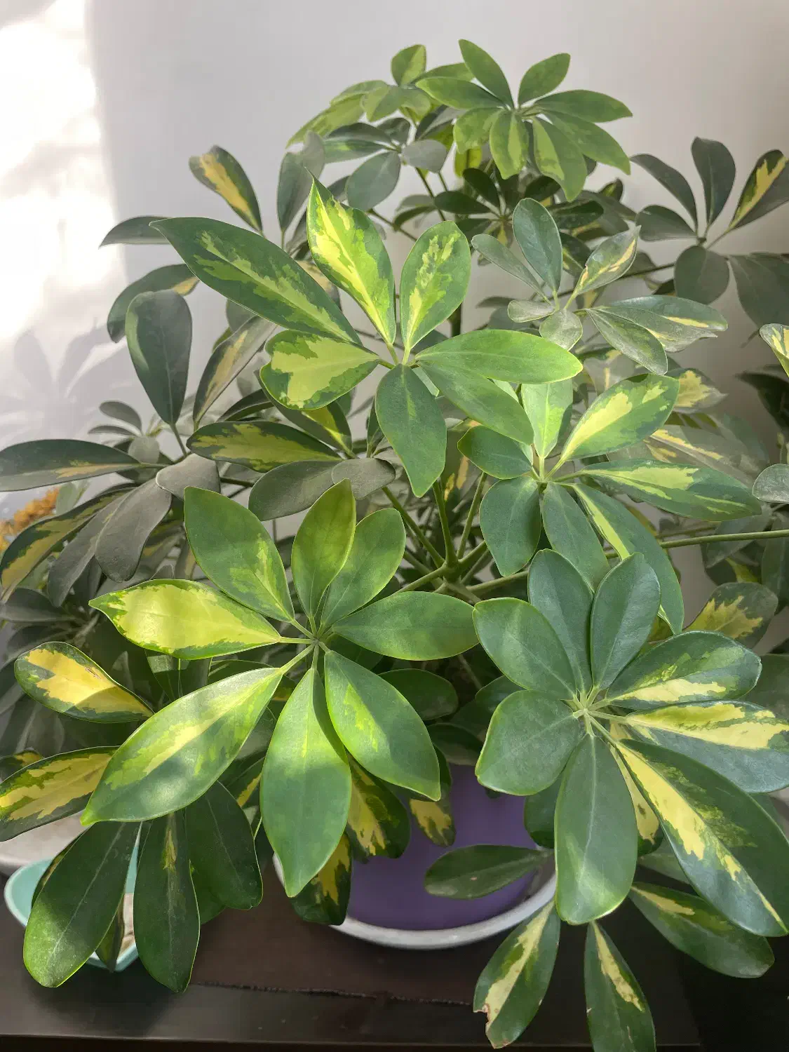 گل شفلرا|گل و گیاه طبیعی|تبریز, |دیوار