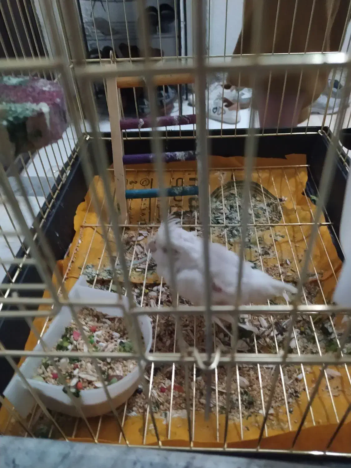 جوجه لوتینو نر|پرنده|جم, |دیوار