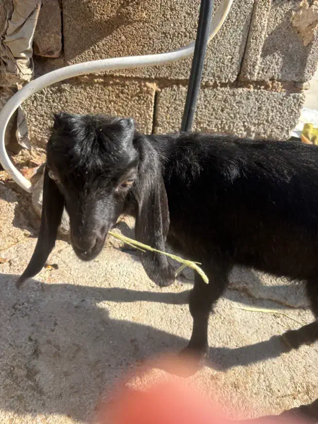 کهره شیری ماده|حیوانات مزرعه|مرودشت, محمد آباد|دیوار