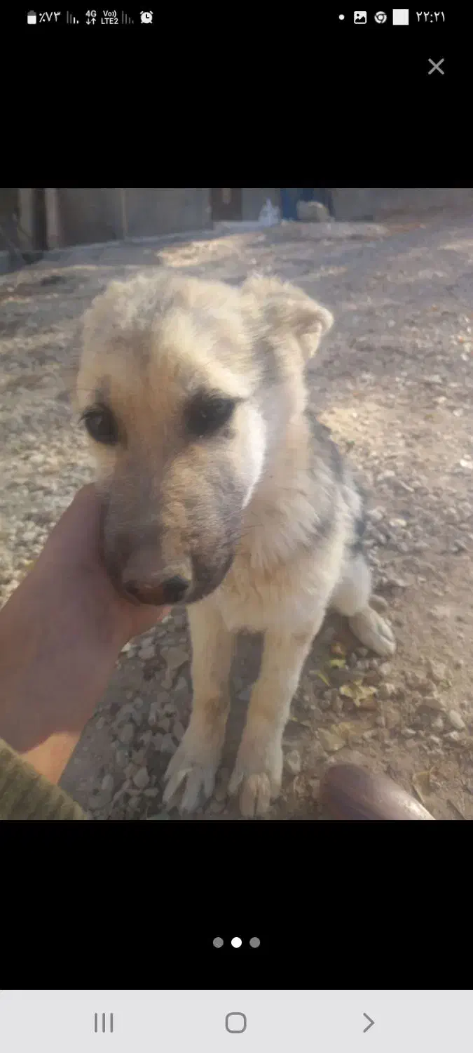 توله ژرمن هاسکی نگبان عالی|سگ|فیروزکوه, |دیوار