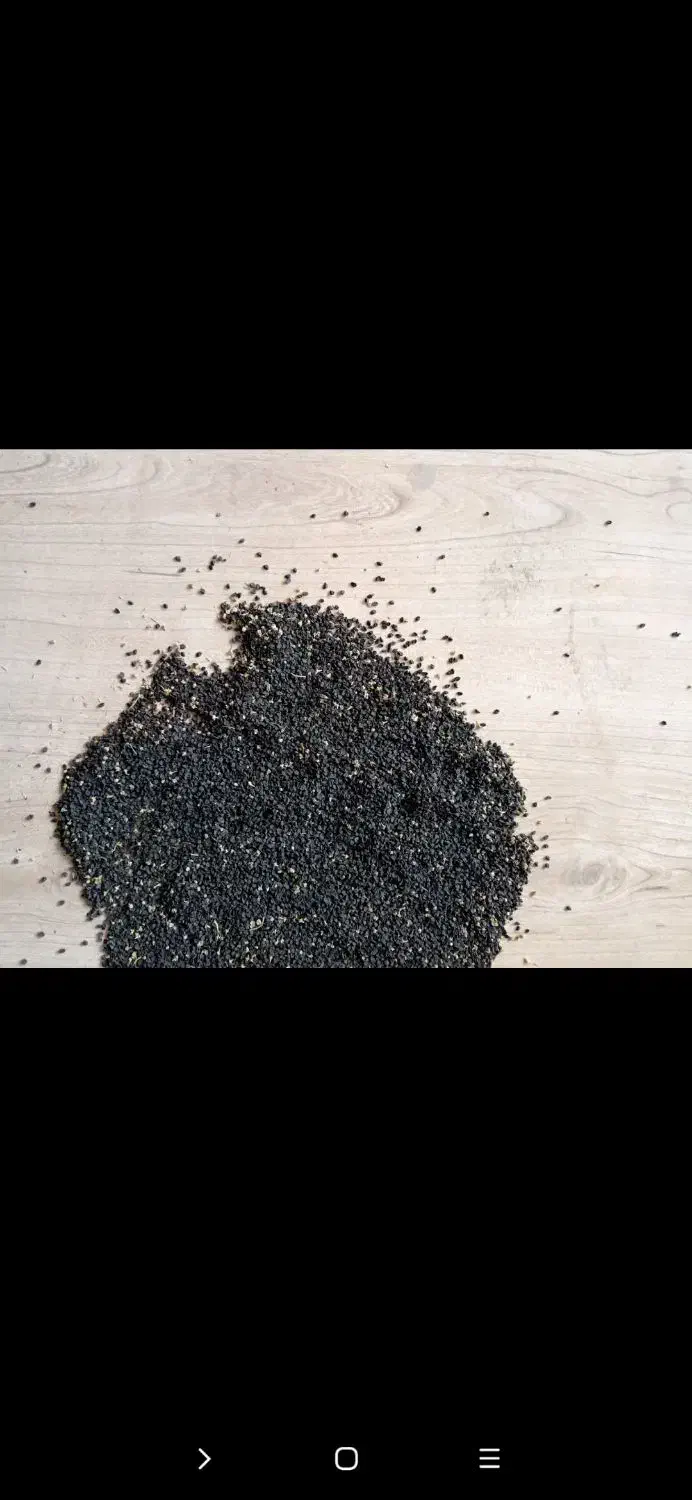 بذر پیاز سفید.سایروس.با ضمانت کتبی2500000|گل و گیاه طبیعی|شهرضا, |دیوار