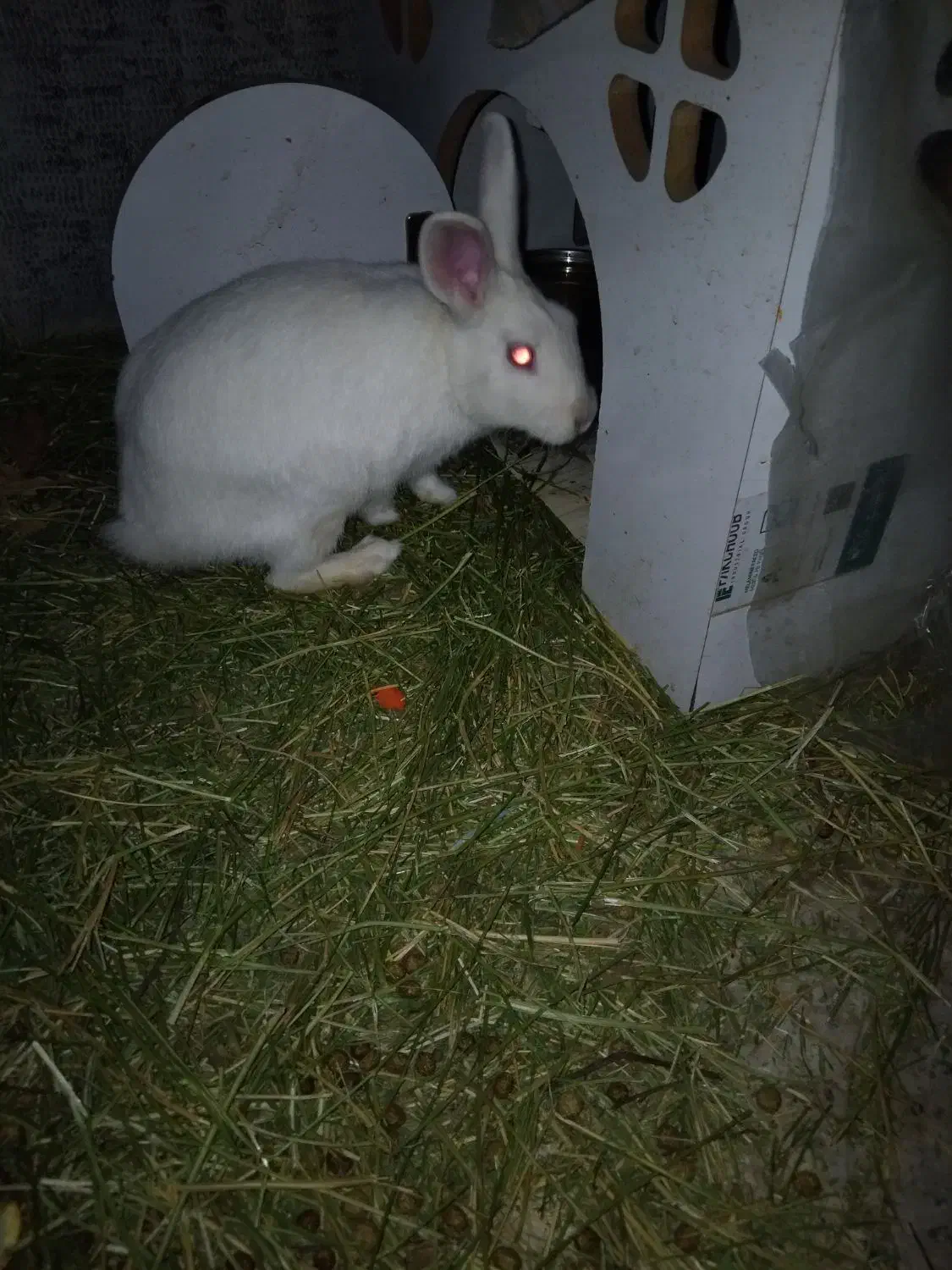 خرگوش|موش و خرگوش|همدان, |دیوار