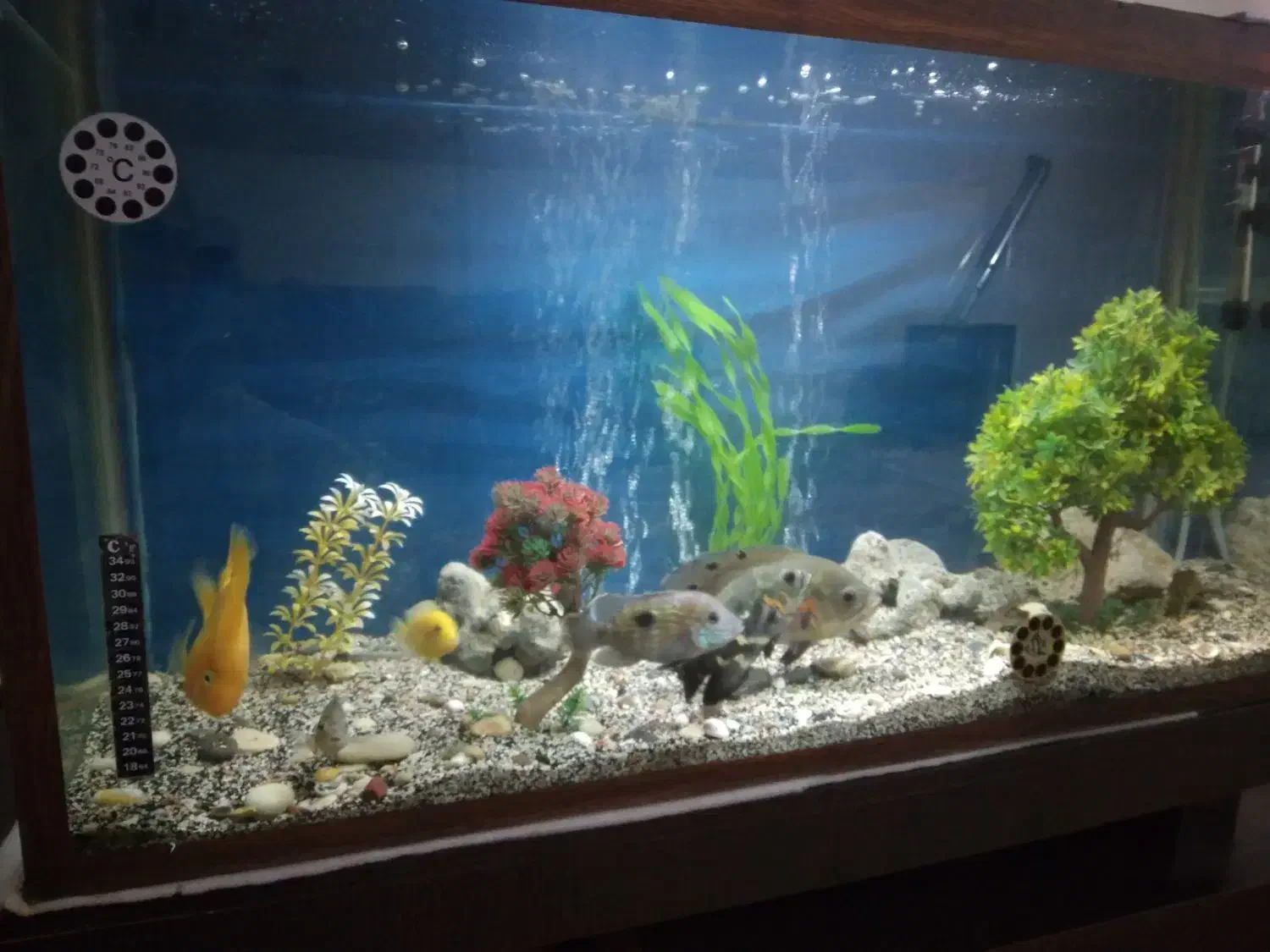 آکواریوم|ماهی|خرمدره, |دیوار