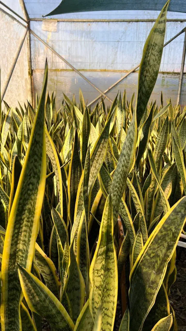 سانسوریا شمشیری ابلق|گل و گیاه طبیعی|محمودآباد, |دیوار