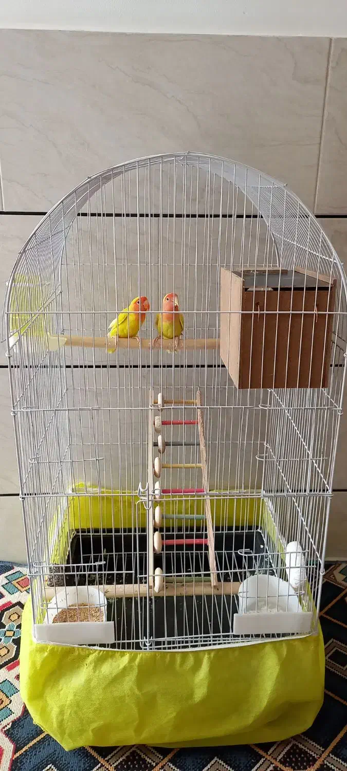 کوتوله زرد صورت هلویی|پرنده|خمینی‌شهر, |دیوار