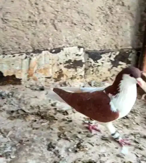 کبوتر پرشی|پرنده|بجنورد, |دیوار