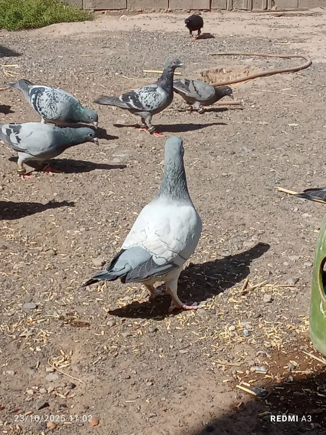 کفتر طاووسی جفت گاهی|پرنده|سبزوار, غرب نیروگاه|دیوار