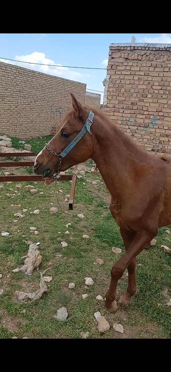 اسب|اسب و تجهیزات اسب‌سواری|قیدار, |دیوار