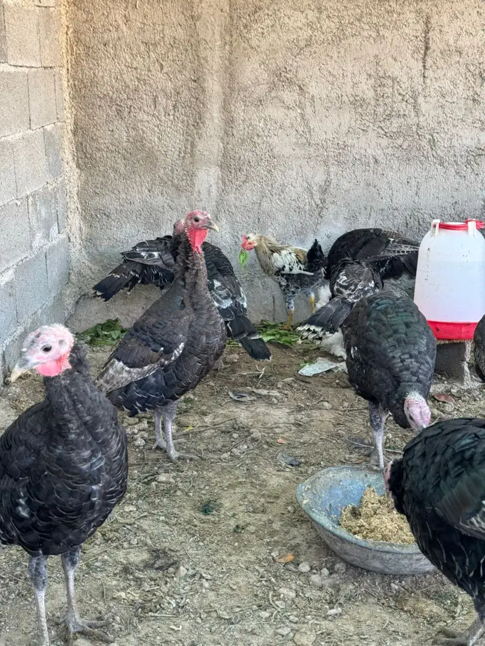 بوقلمون ۳ الی ۴ ماه|حیوانات مزرعه|کازرون, |دیوار