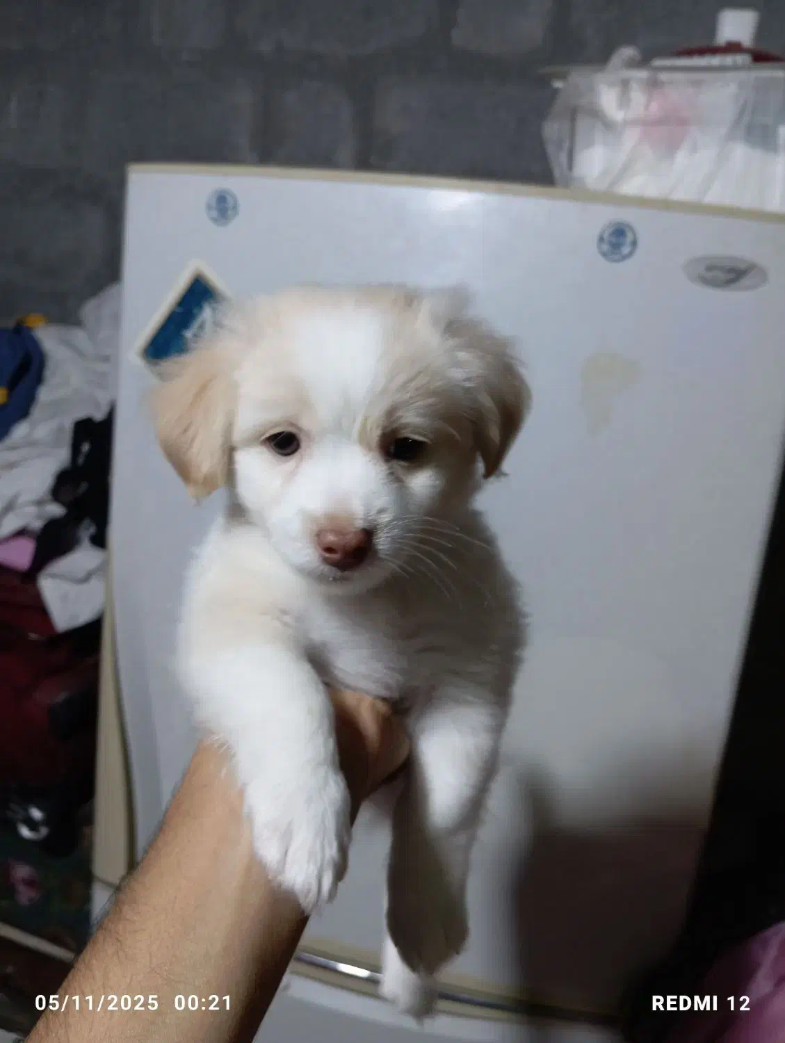 سگ اشپیدز میکس|سگ|میناب, |دیوار