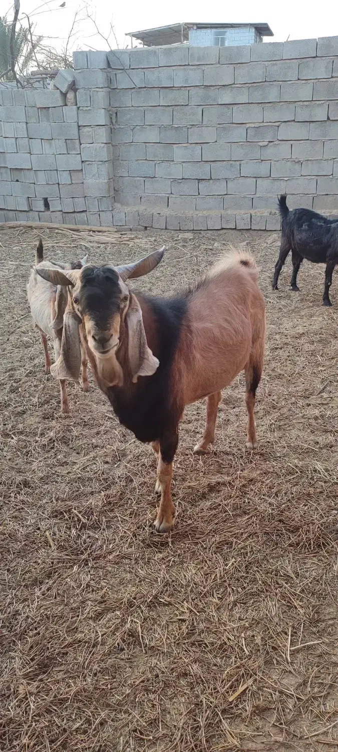 دوبر|حیوانات مزرعه|جنت, |دیوار