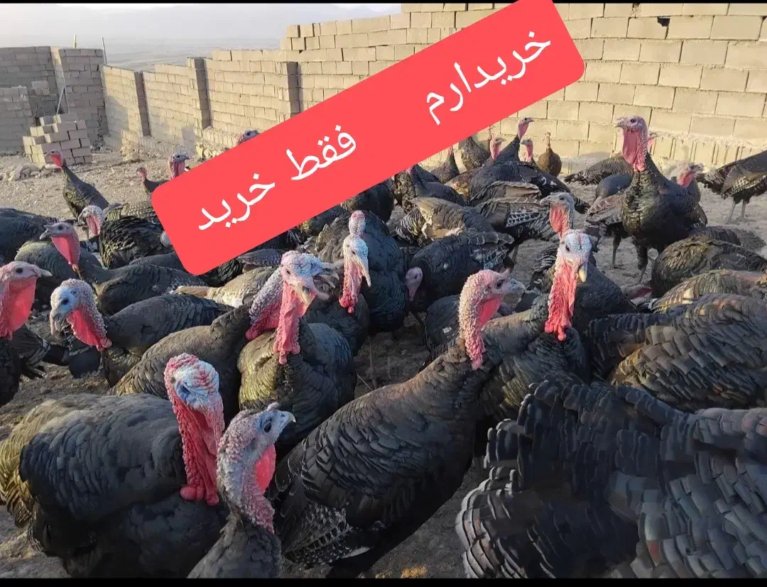 بوقلمون نر ماده چاق|حیوانات مزرعه|مشهد, پایگاه شکاری|دیوار