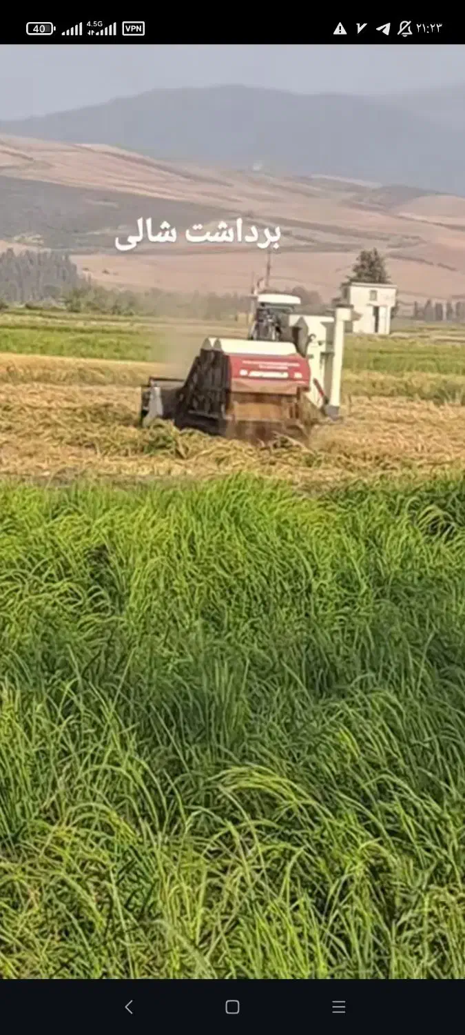 برنج فجر|خوردنی و آشامیدنی|بندر ترکمن, |دیوار