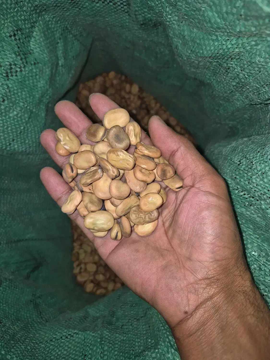 باقلی میان رس|عمده‌فروشی|مزرعه کتول, |دیوار