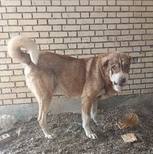 سگ دُزدی|حیوانات|اراک, |دیوار