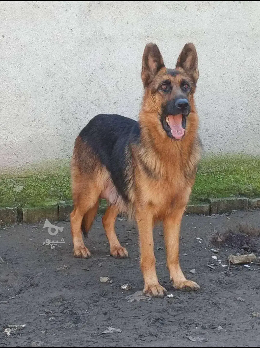 سگ ژرمن ماده نگهبان  تربیتشده|سگ|زرگرشهر, |دیوار