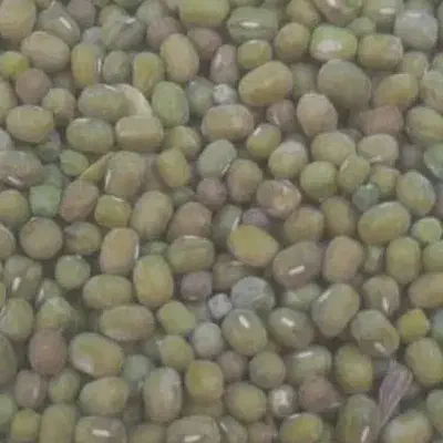 فروش ماش|عمده‌فروشی|کوهمره, |دیوار