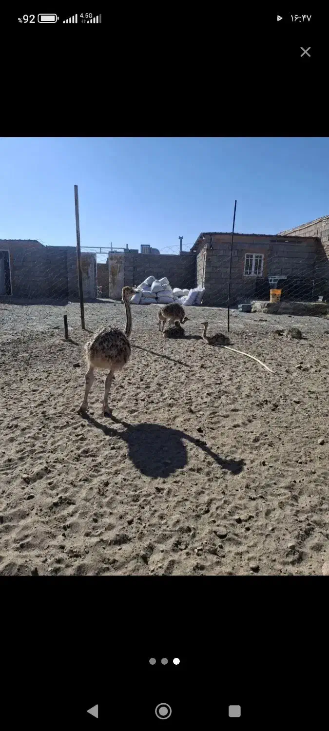 شتر مرغ 80روزه و 60روزه بفروش میرسد|حیوانات مزرعه|سبزوار, قصبه شرقی|دیوار