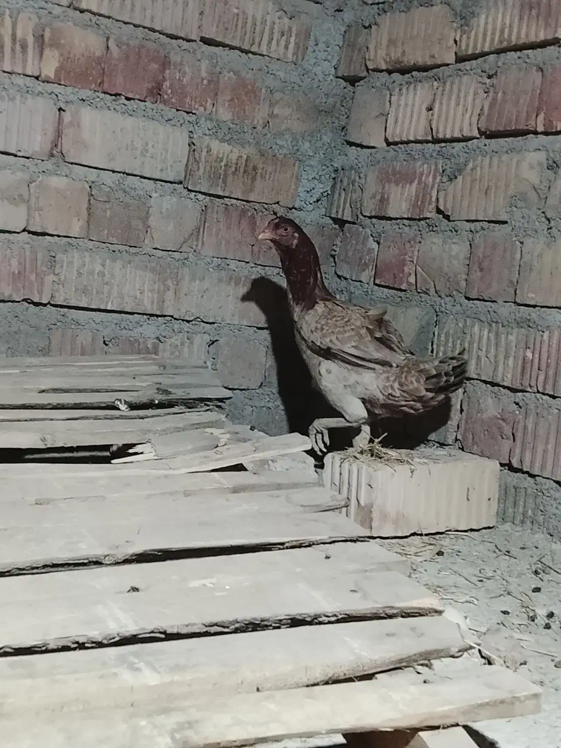 مرغ و خروس|حیوانات مزرعه|ایرانشهر, |دیوار