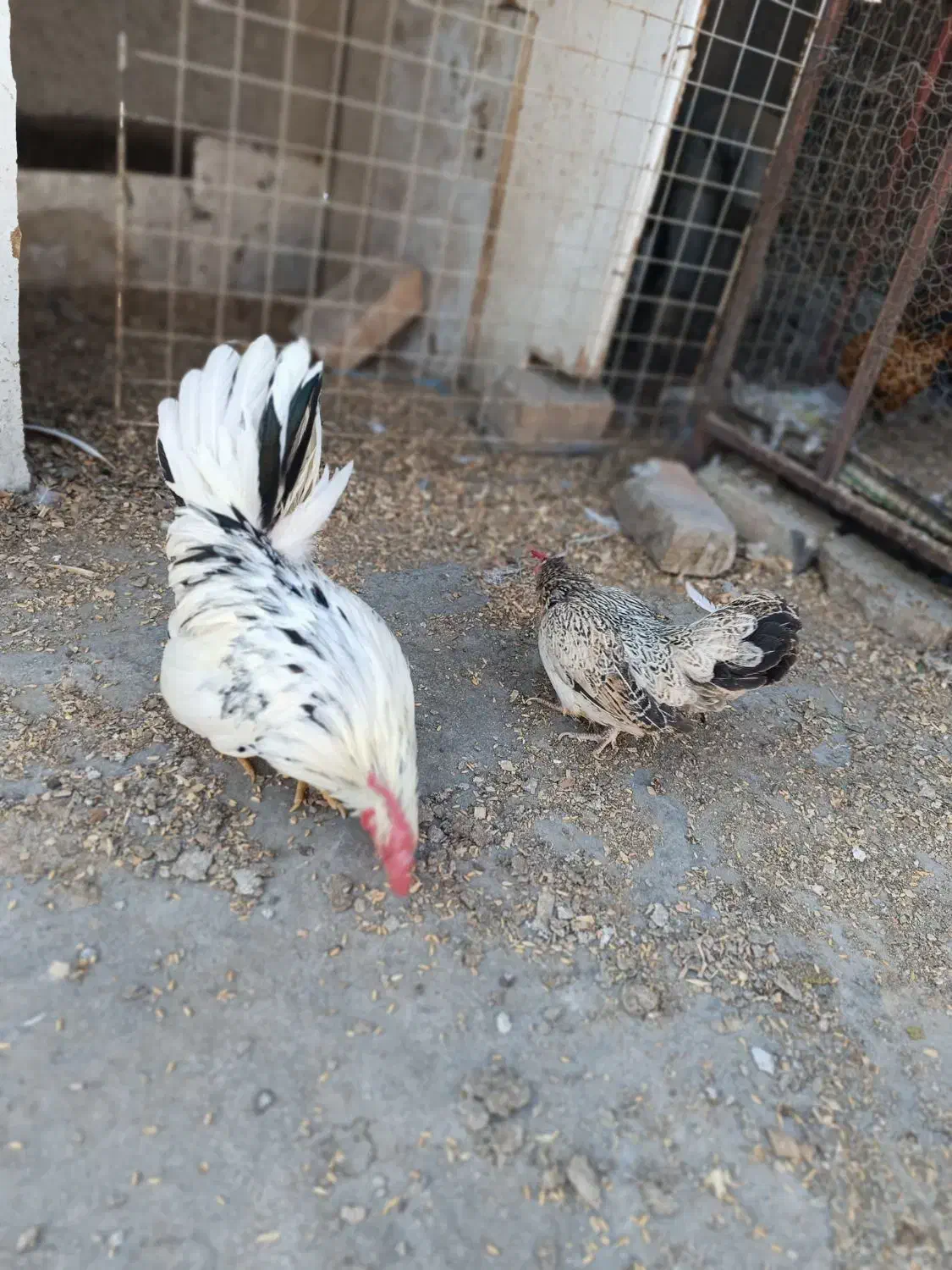 یک جفت مرغ و خروس جاپنیز زیبا و ریز جثه|پرنده|تهران, شهرک استقلال|دیوار