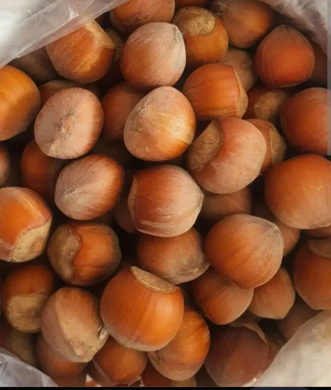 فندق اشکورات گیلان|خوردنی و آشامیدنی|قم, محمد آباد|دیوار