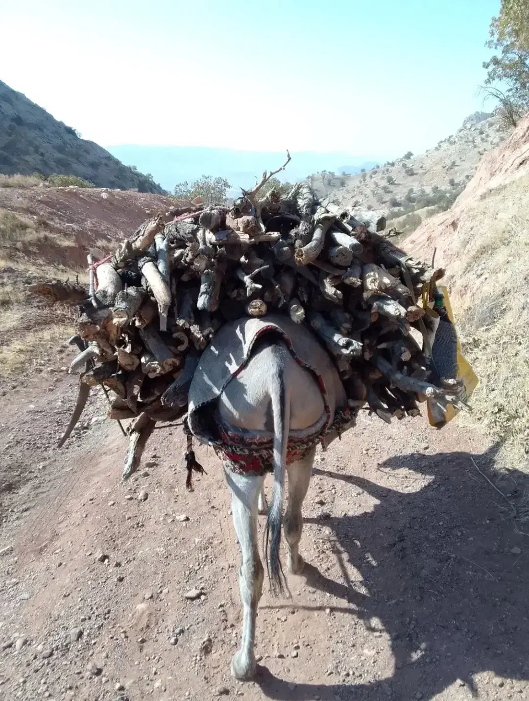 خر ماچه|حیوانات مزرعه|شاهیوند, |دیوار