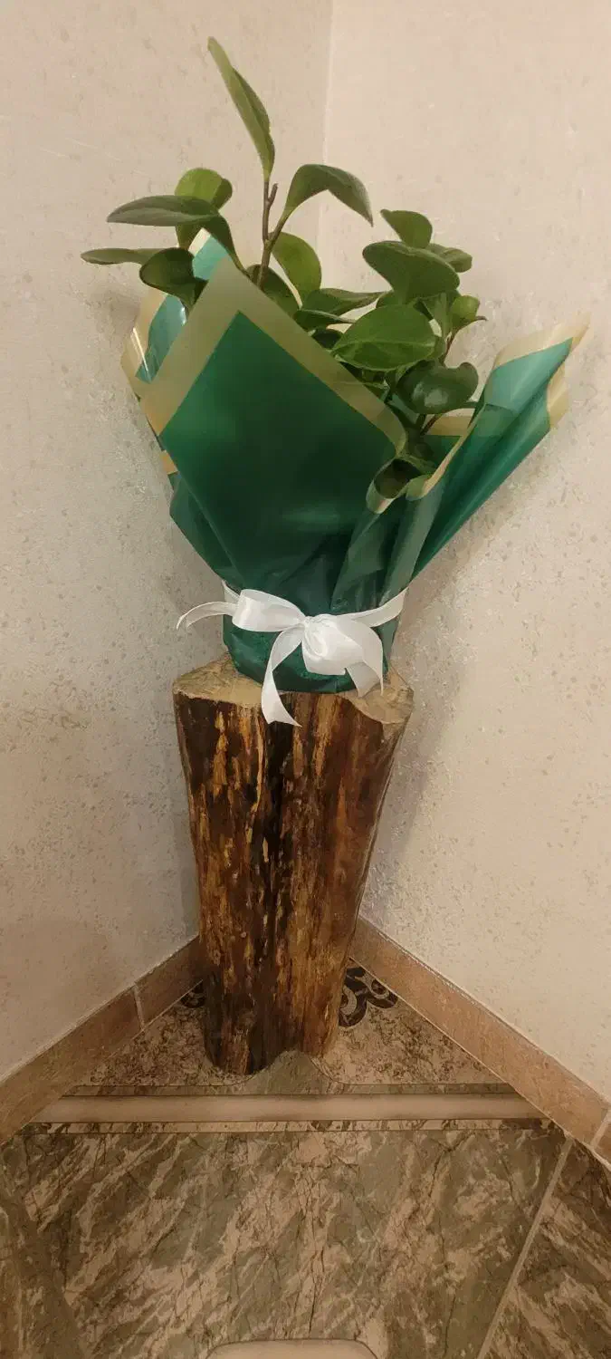 پایه گلدان تنه درخت|صنایع دستی و سایر لوازم تزئینی|رودسر, |دیوار