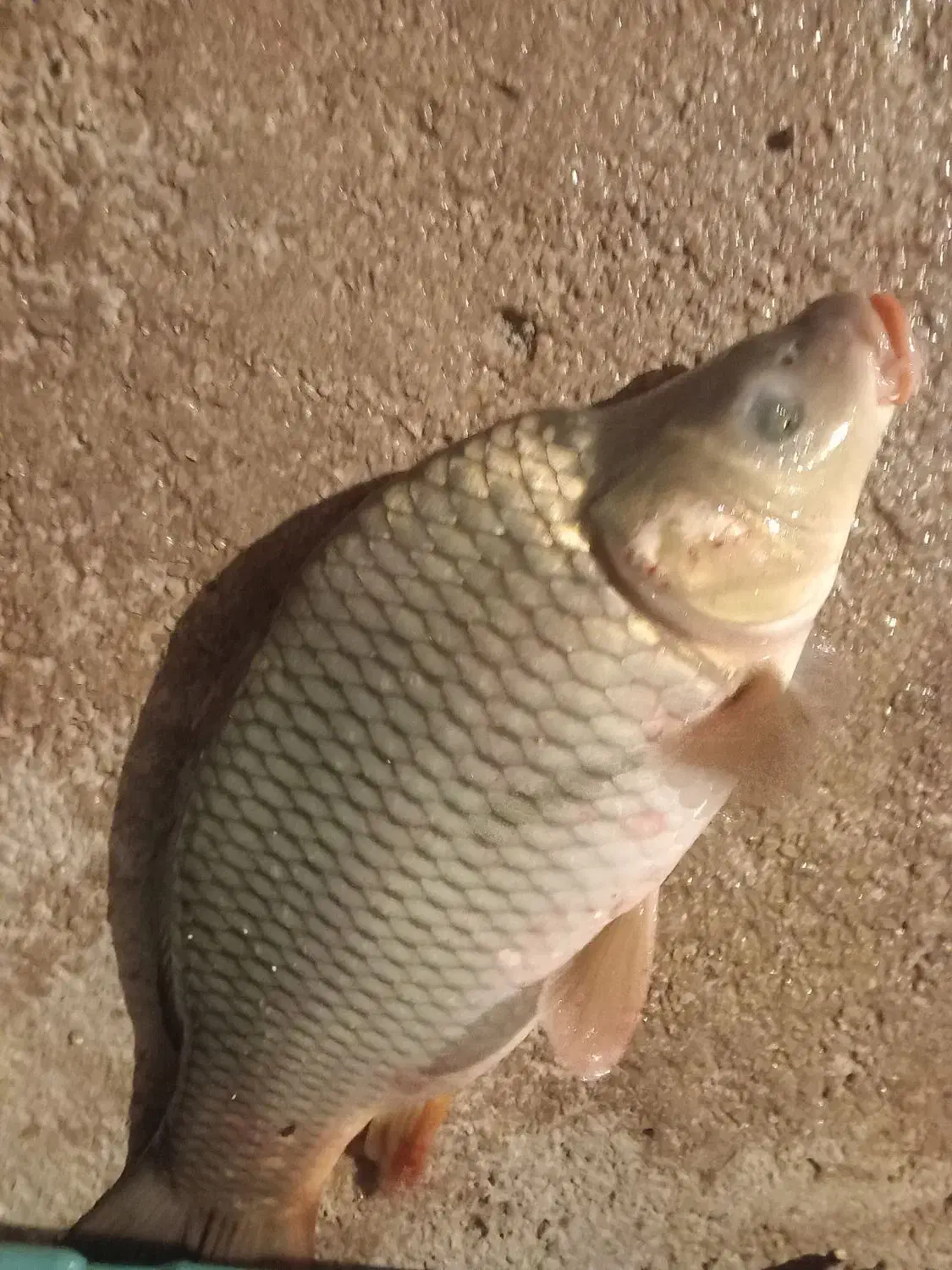 انواع ماهی|ماهی|سرپل ذهاب, |دیوار