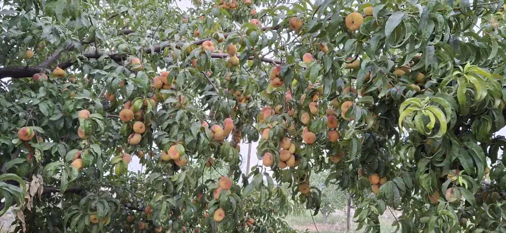 باغ/۲۳۸۰متر/روستای ژان|فروش دفتر صنعتی، کشاورزی، تجاری|دورود, |دیوار