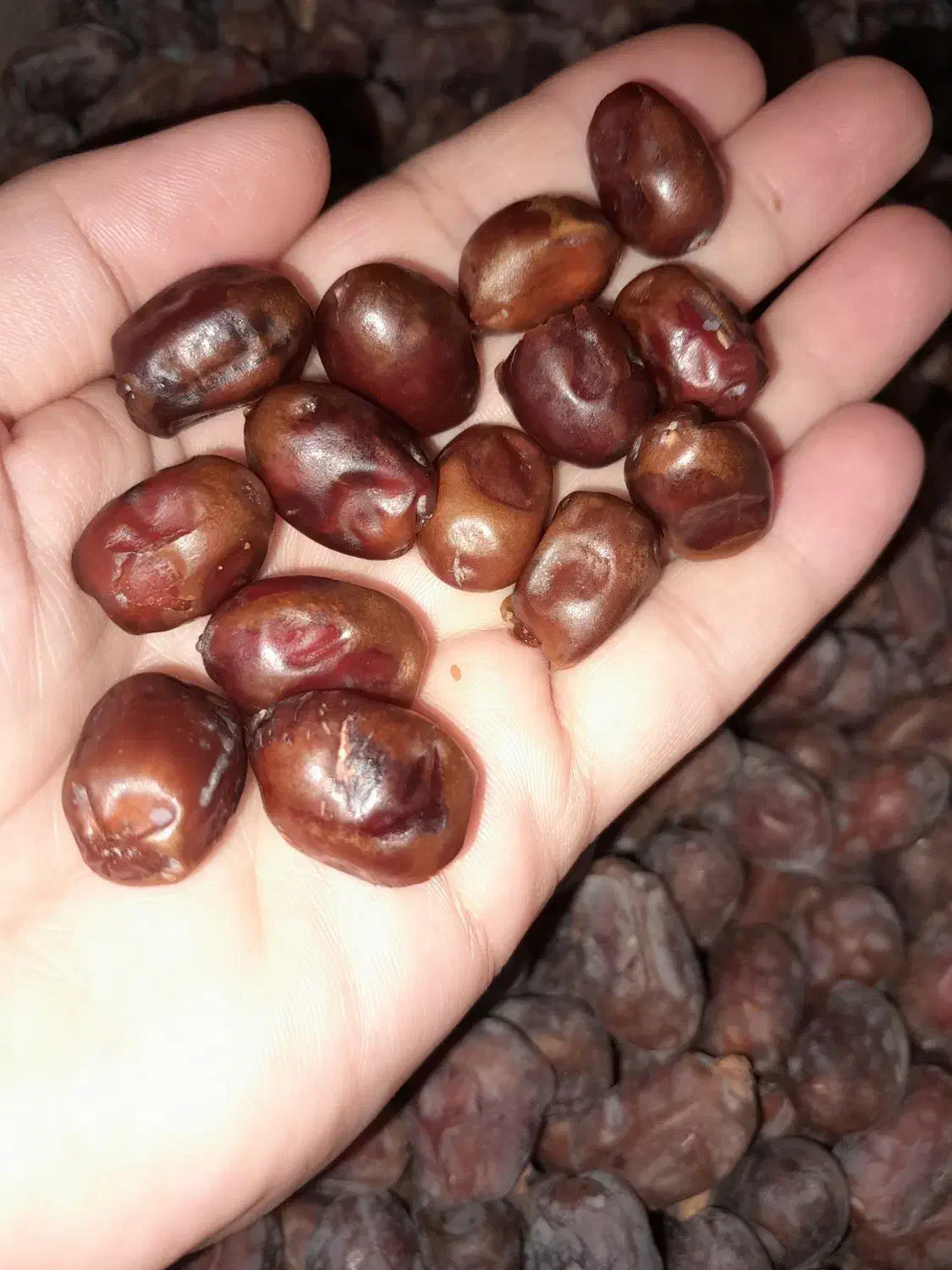 نقلی خشک آجیلی|حراج|شادگان, |دیوار