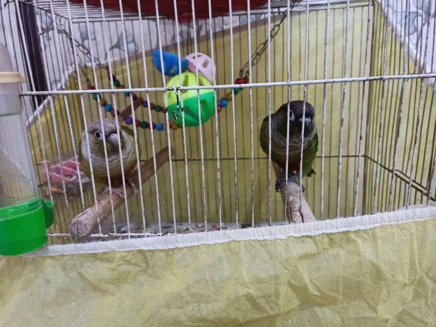 فروش پرنده گرنچینک|پرنده|بندر ماهشهر, |دیوار