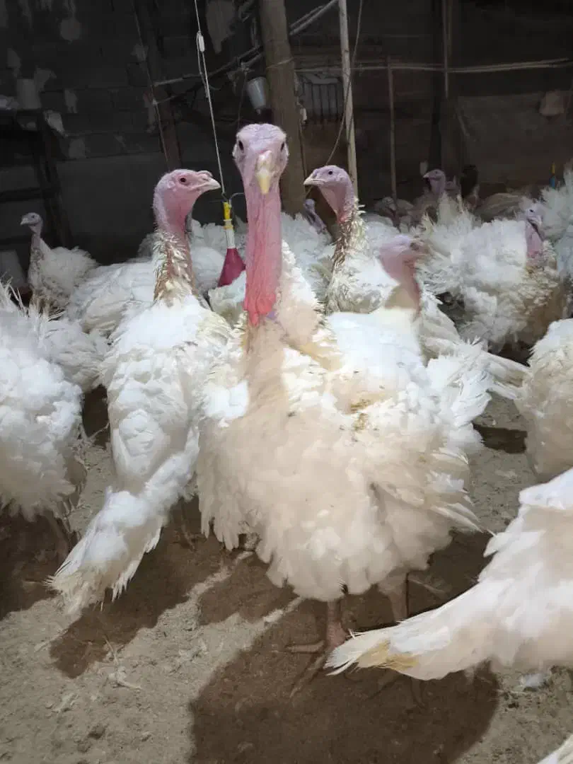 بوقلمون گوشتی پروار|حیوانات مزرعه|بوکان, |دیوار