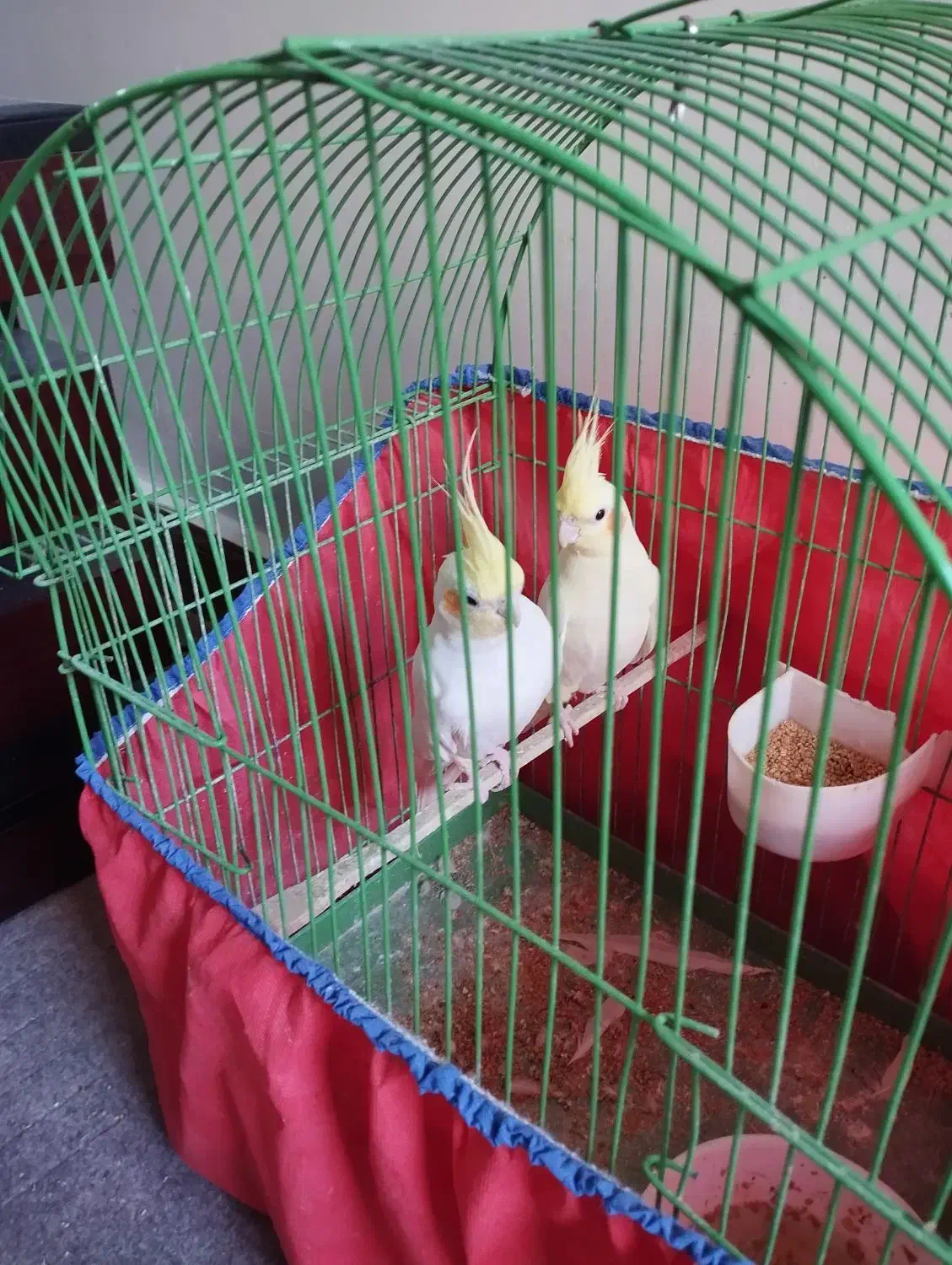 عروس پاریس|پرنده|اهواز, شریعتی جنوبی|دیوار