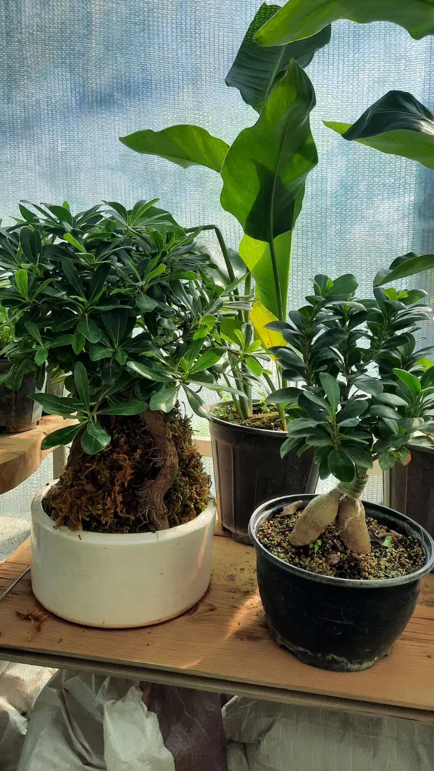 بی سای ، بن سای|گل و گیاه طبیعی|مشکین‌دشت, |دیوار