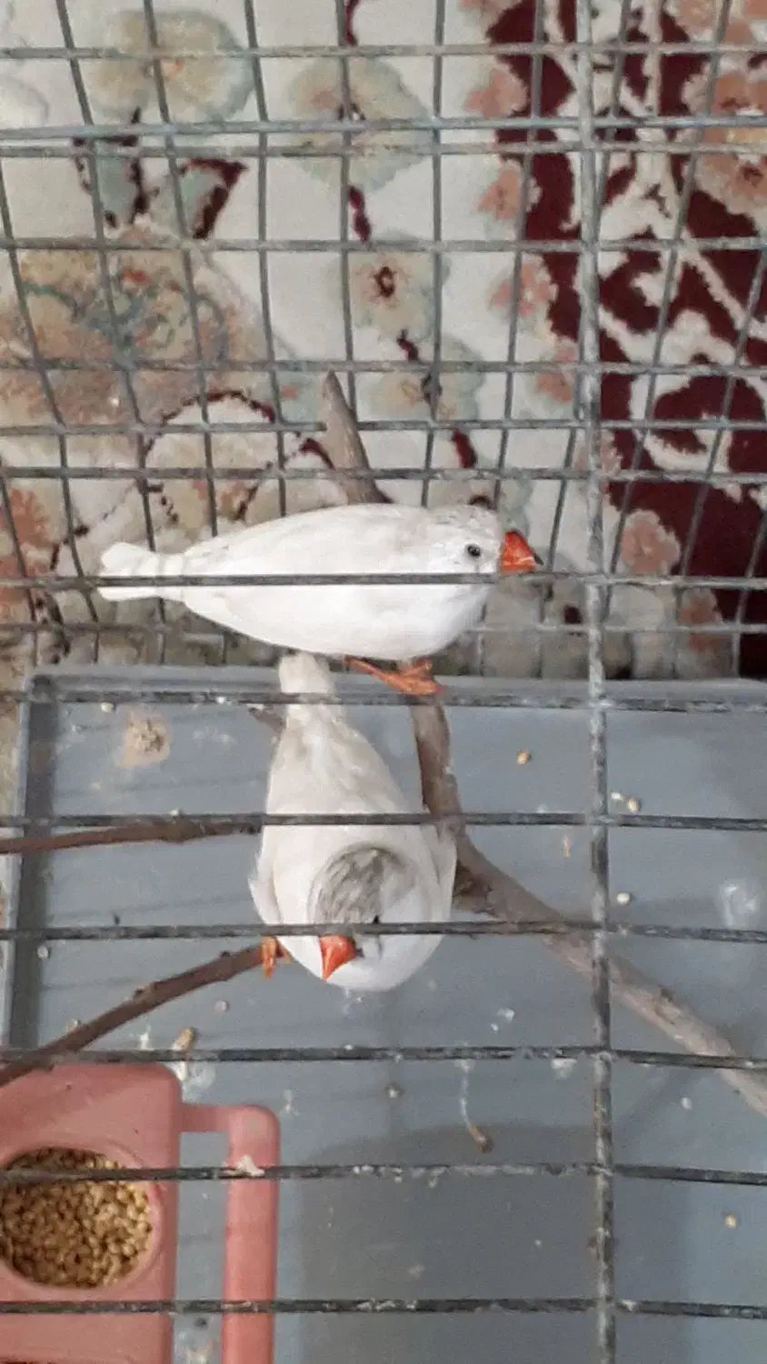 نر و ماده فنچ|پرنده|خمینی‌شهر, |دیوار