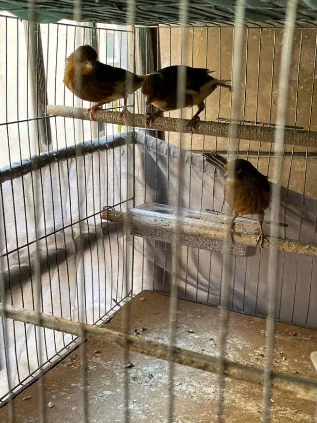 قناری ترک|پرنده|کرج, فاز ۴ مهرشهر|دیوار