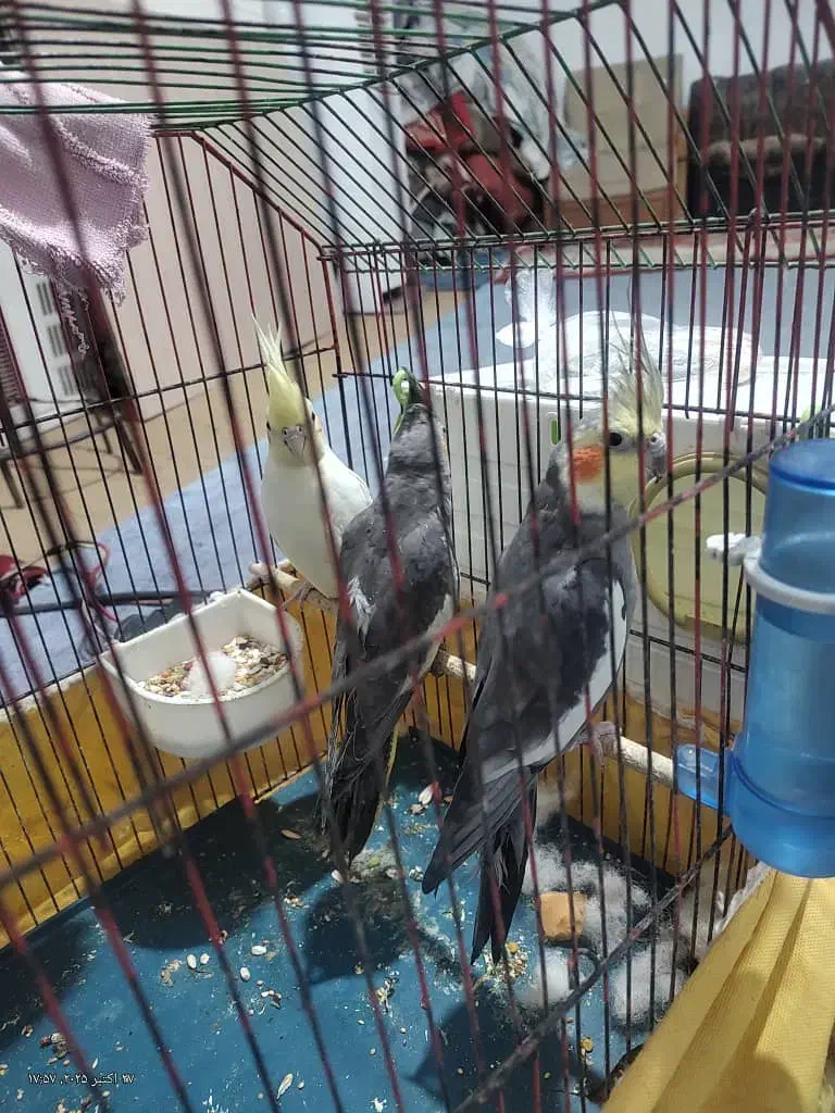 عروس هلندی|پرنده|چمران, |دیوار