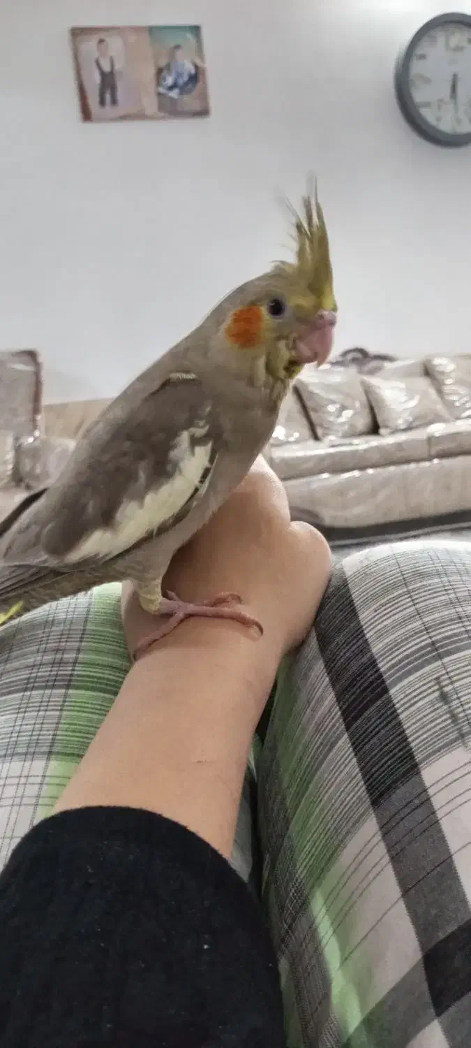 عروس هلندی گمشده|پرنده|سبزوار, جهاد کشاورزی|دیوار