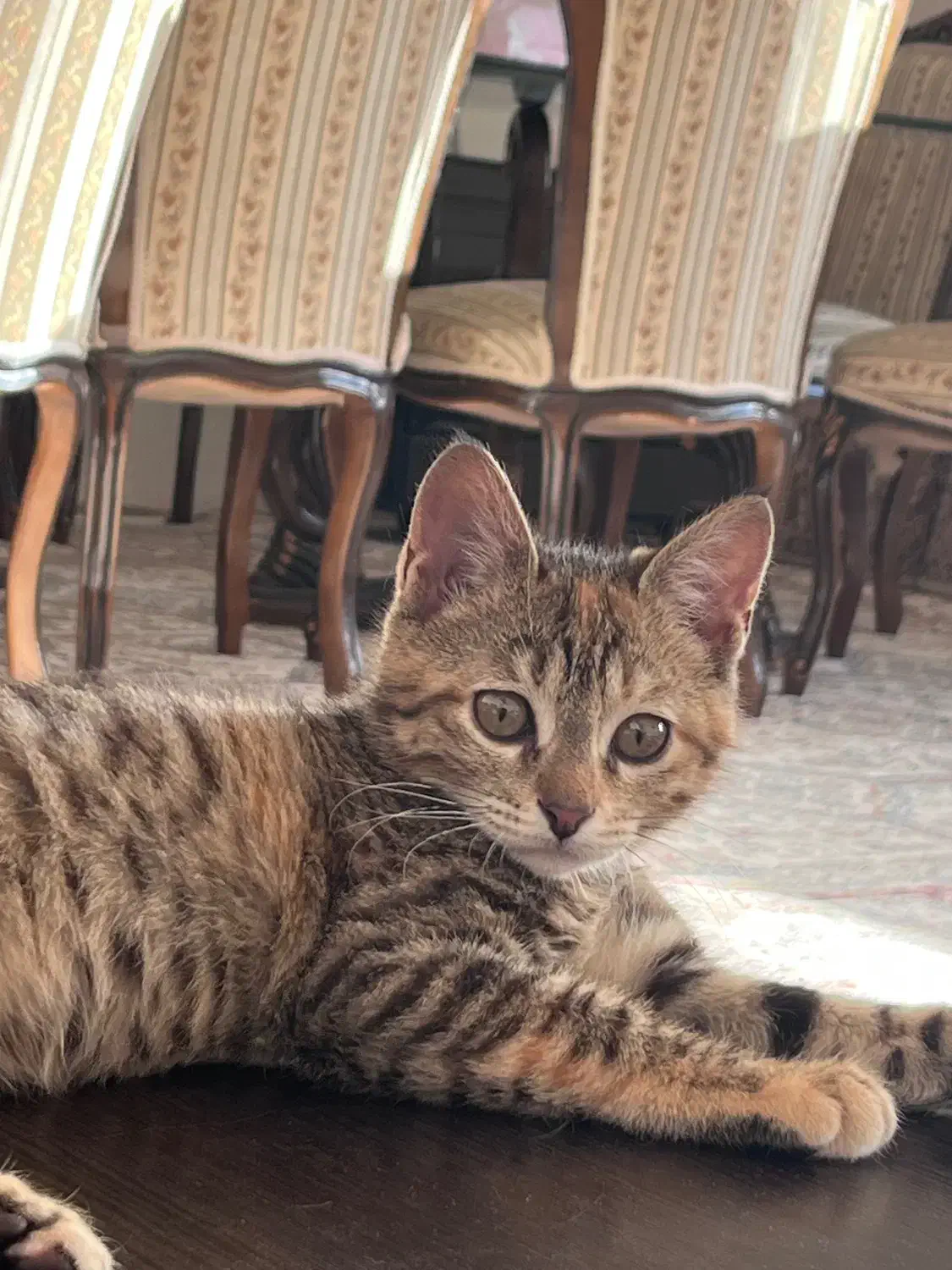 بچه گربه|گربه|قم, بنیاد|دیوار