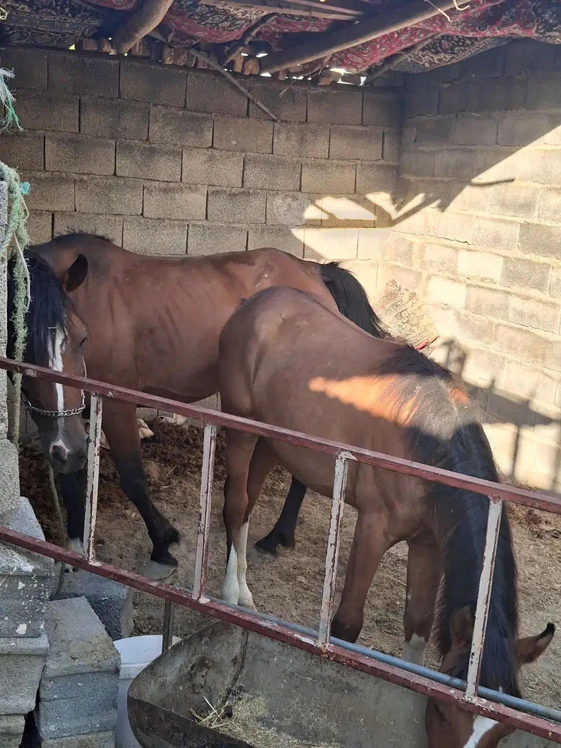 فروش اسب|اسب و تجهیزات اسب‌سواری|قره چای, |دیوار