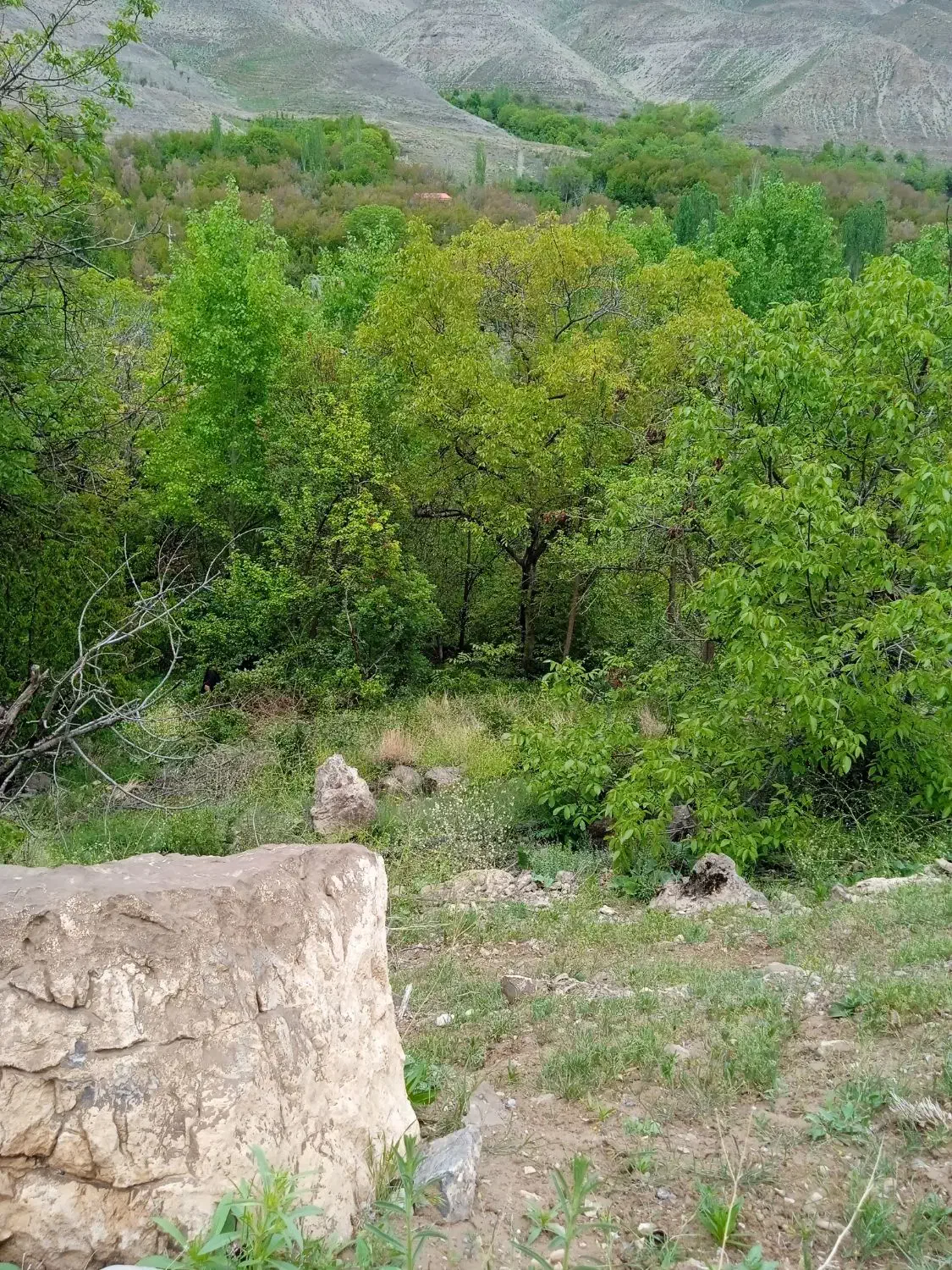 باغ فروشی|فروش زمین و ملک کلنگی|مشهد, کارده|دیوار