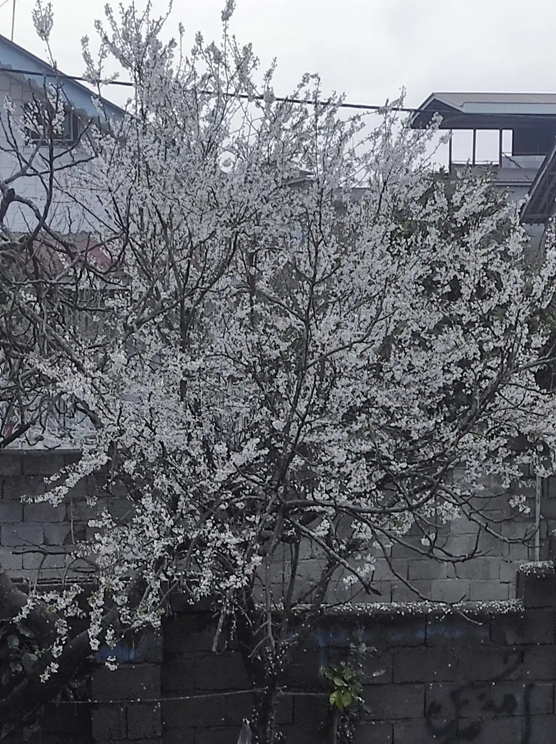 فروش زمین|فروش زمین و ملک کلنگی|واجارگاه, |دیوار