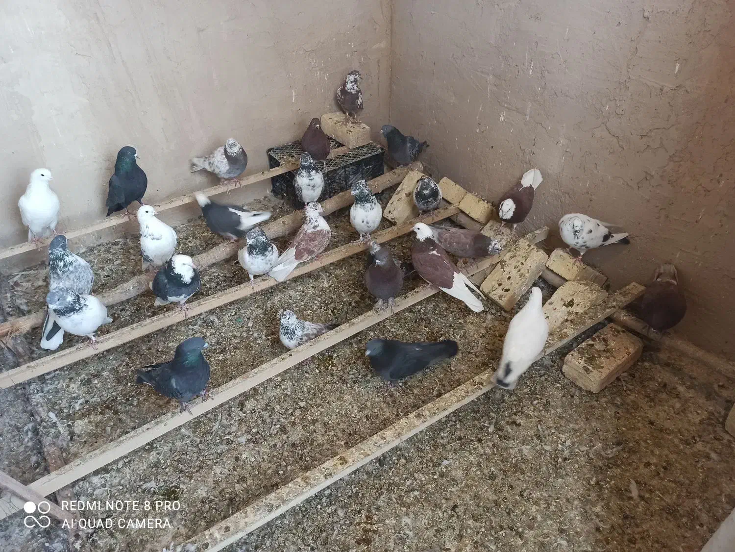 حیون|پرنده|ساروق, |دیوار