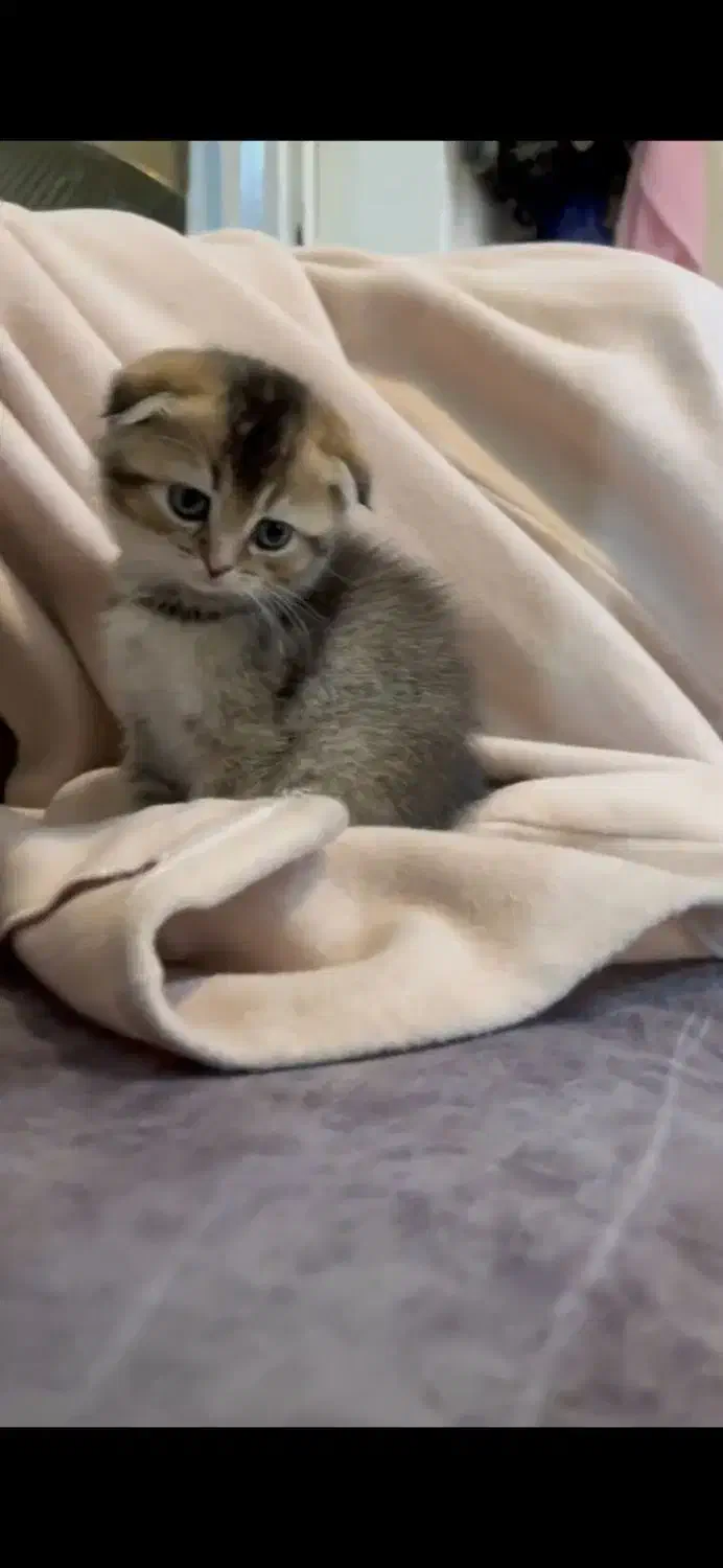 گلدون کوچولو|گربه|تهران, دانشگاه شریف|دیوار