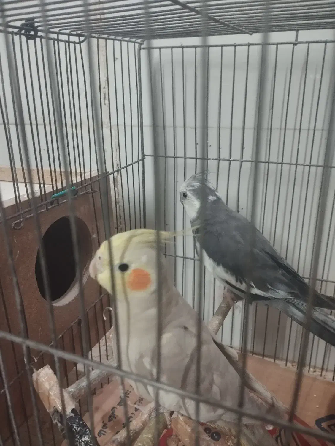 طوطی و مرغ مینا|پرنده|تاکستان, |دیوار