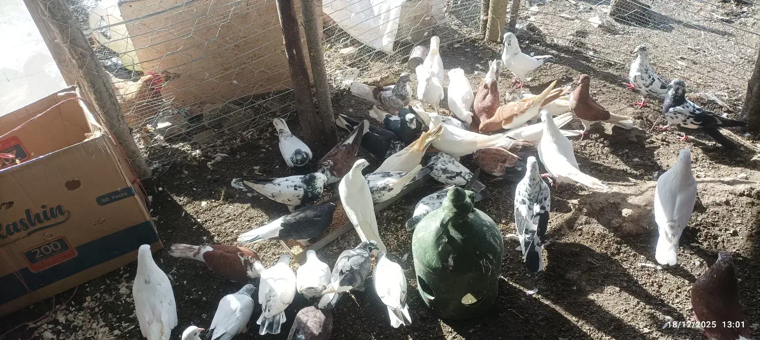 کبوترپرشی جدید|پرنده|رضوانشهر, |دیوار